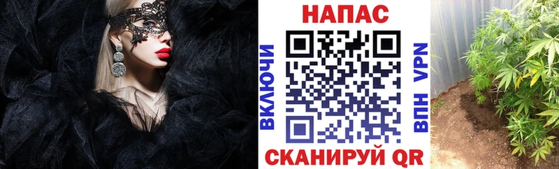 Каннабис план купить Рошаль